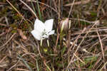 Wiregrass gentian